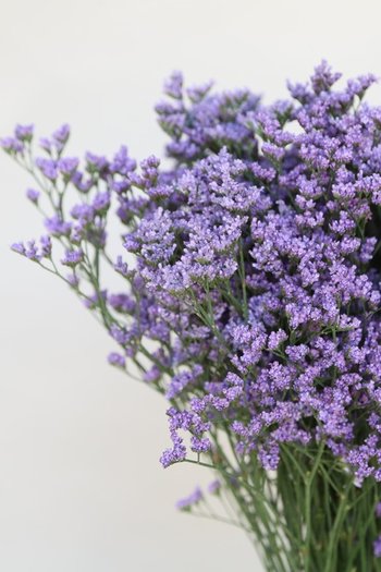 Limonium Maine Blue 